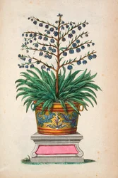 Planta de floração, de &39;Phytographia Curiosa&39;, publicada em 1702